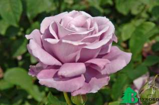 Роза "Шарль де Голль" (Rosa 'Charles De Gaulle')