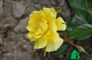 Роза "Голден Шауэрс" (Rose Golden Showers)