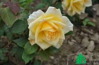 Роза "Голден Элеганс" (Rose 'Golden Elegance')