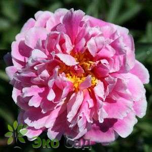 Пион молочноцветковый "Кёнингин Вильгельмина" (Paeonia lactiflora Koningin Wilhelmina)