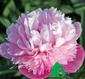 Пион лекарственный "Мутабилис плена" (Paeonia Officinalis Mutabilis Plena)