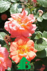 Роза "Вестерланд" (Rose Westerland)