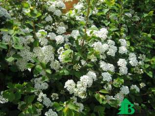 Спирея дубравколистная (Spiraea chamaedryfolia)