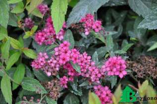Спирея японская "Энтони Ватерер Сафо" (Spiraea japonica Anthony Waterer Sapho)