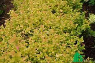 Спирея японская "Кэндллайт" (Spiraea japonica Candlelight)