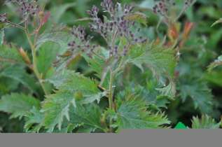 Спирея японская "Криспа" (Spiraea japonica Crispa)