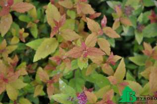 Спирея японская "Фаерлайт" (Spiraea japonica Firelight)