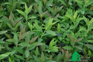 Спирея японская "Дженпей" ("Широбана") - (Spiraea japonica Genpei (Shirobana))