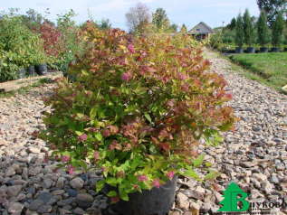 Спирея японская "Литл Принцесс" (Spiraea japonica Little Princess)