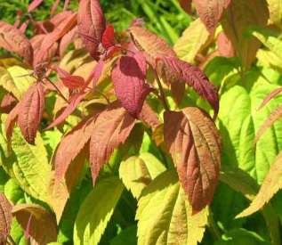 Спирея японская "Крупнолистная" (Spiraea japonica Macrophylla)