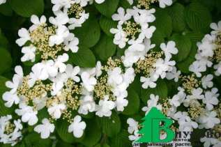 Калина складчатая "Ланарт" (Viburnum plicatum Lanarth)