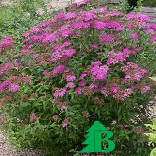 Спирея японская "Фробели" (Spiraea japonica Froebelii)